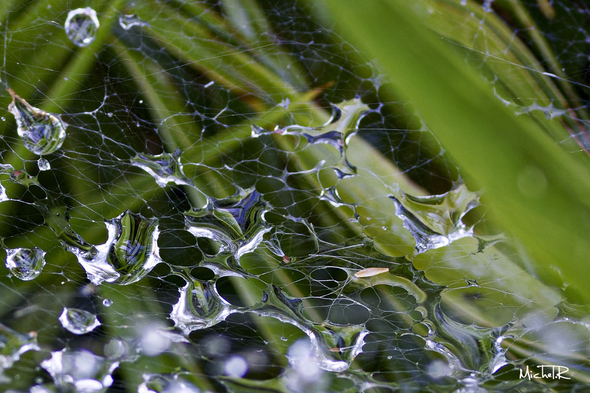 Gouttes d eau sur toile d araignee