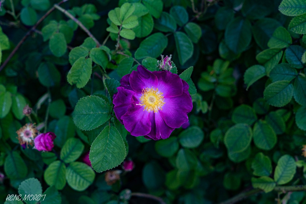 Mg 0546 1280x853 