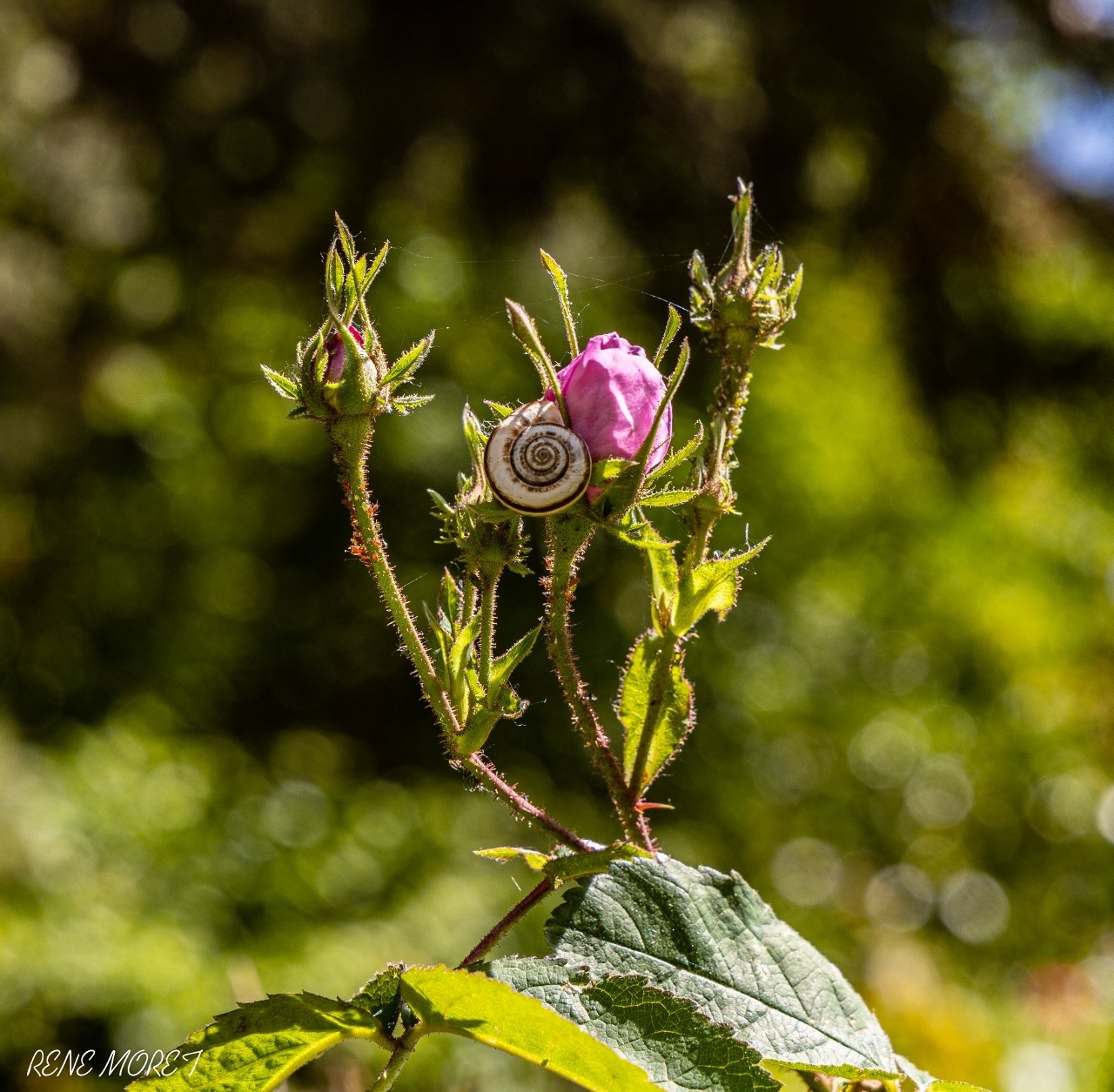 Mg 0568 1280x1255 