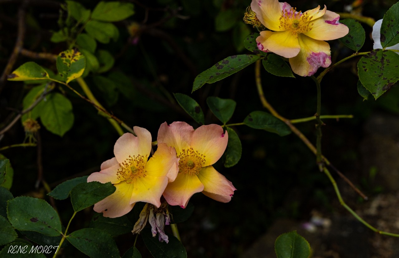 Mg 0607 1280x828 