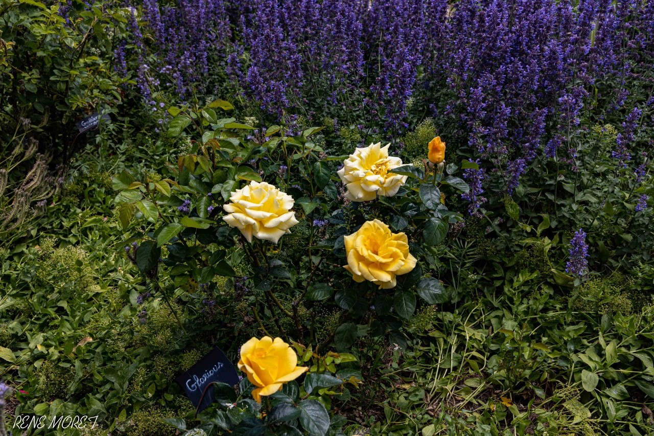 Mg 0611 1280x853 