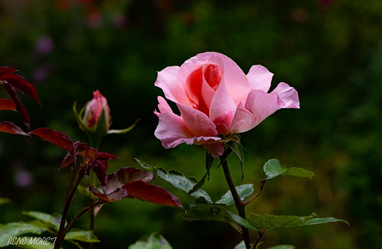 Mg 0625 1280x835 