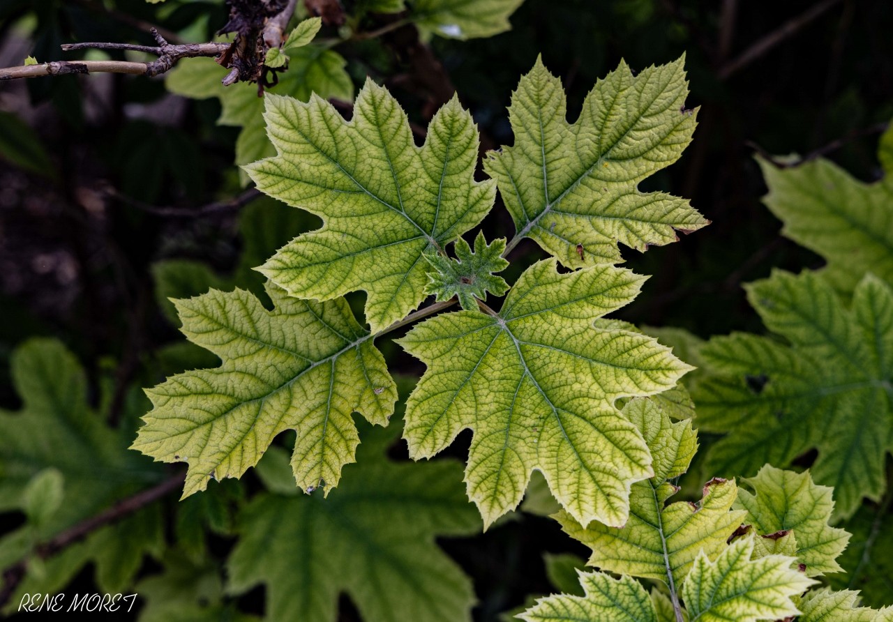 Mg 0628 1280x892 