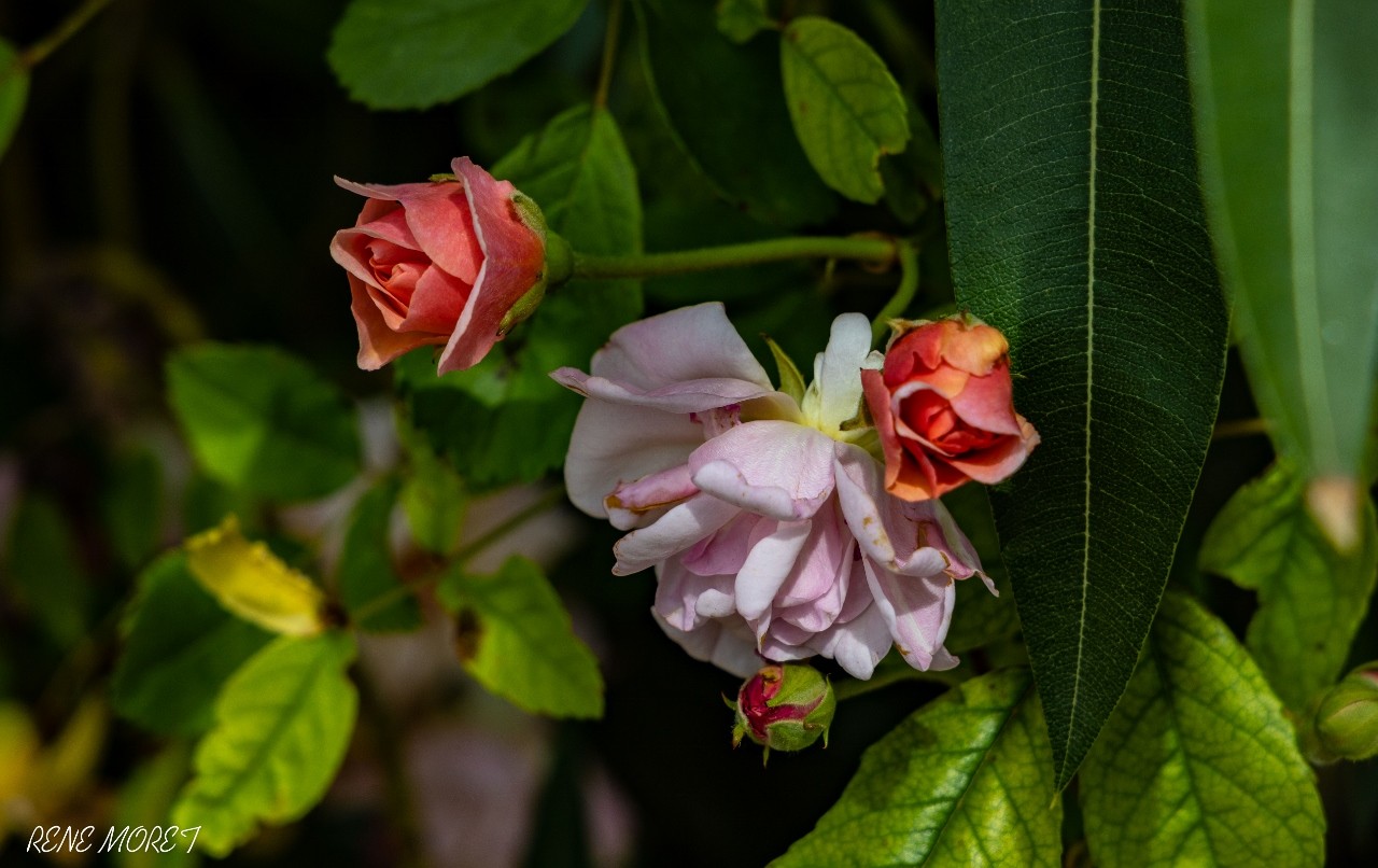 Mg 0636 2 1280x806 