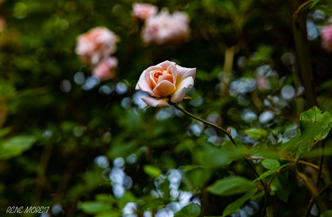 Mg 0639 1280x837 