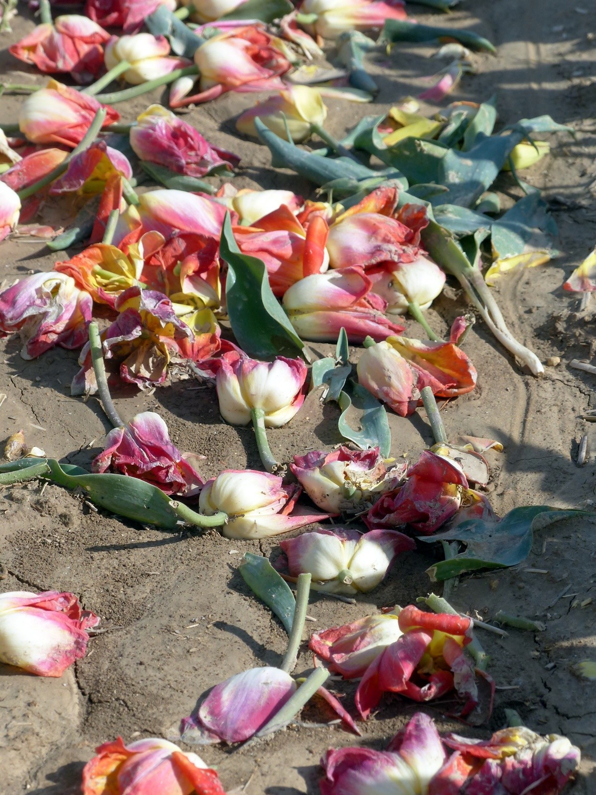 P1240102