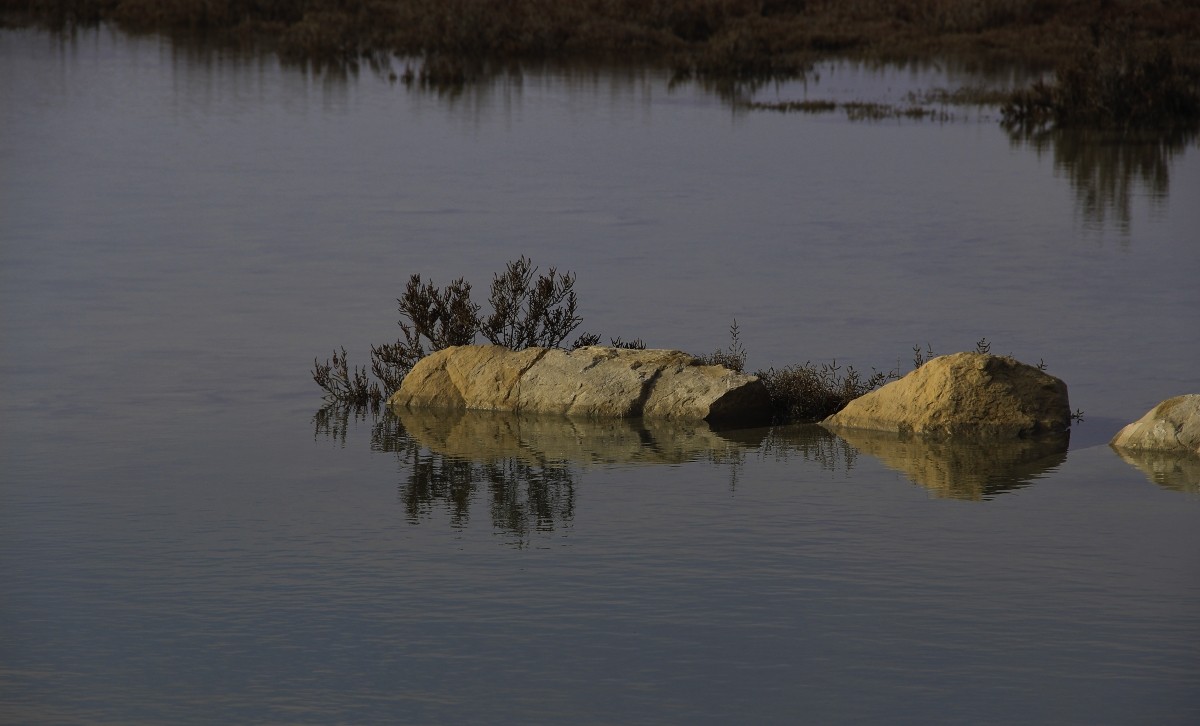 Sortie camargue 18 